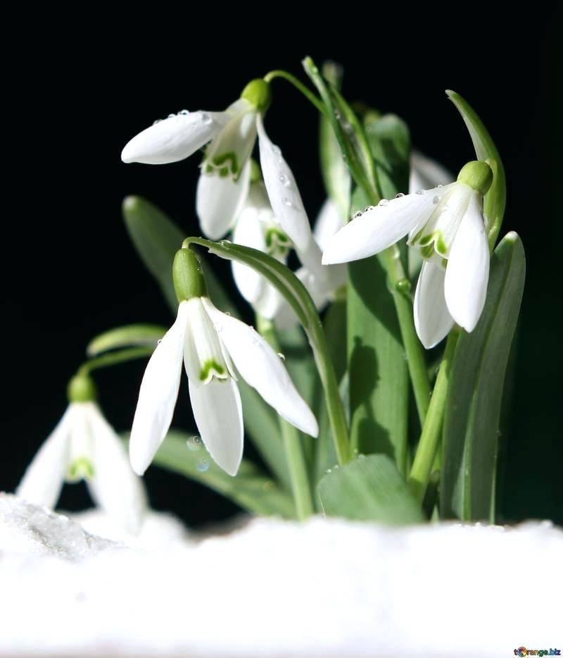 Spring Flowers Desktop Wallpaper Free Pictures Of Spring - Скачати Картинку Весняні Квіти - HD Wallpaper 