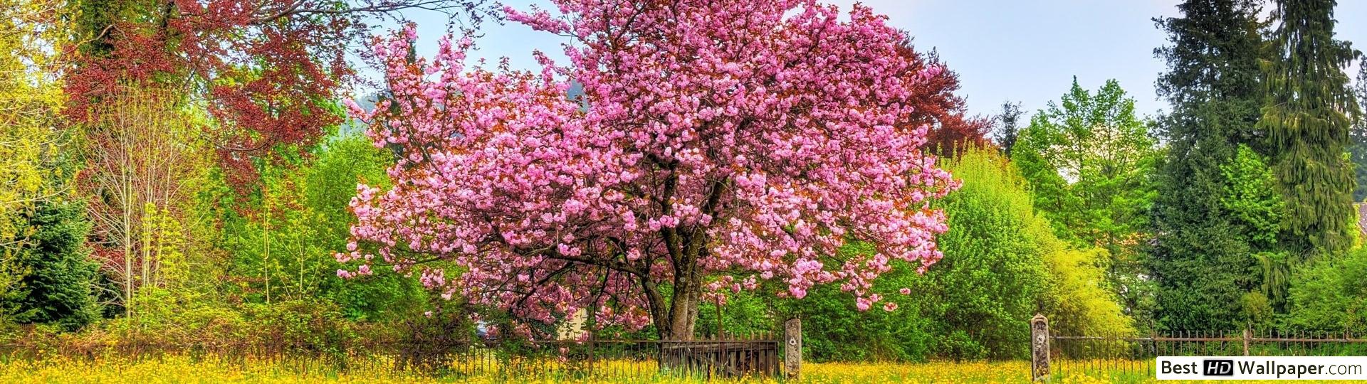 Cherry Tree - HD Wallpaper 