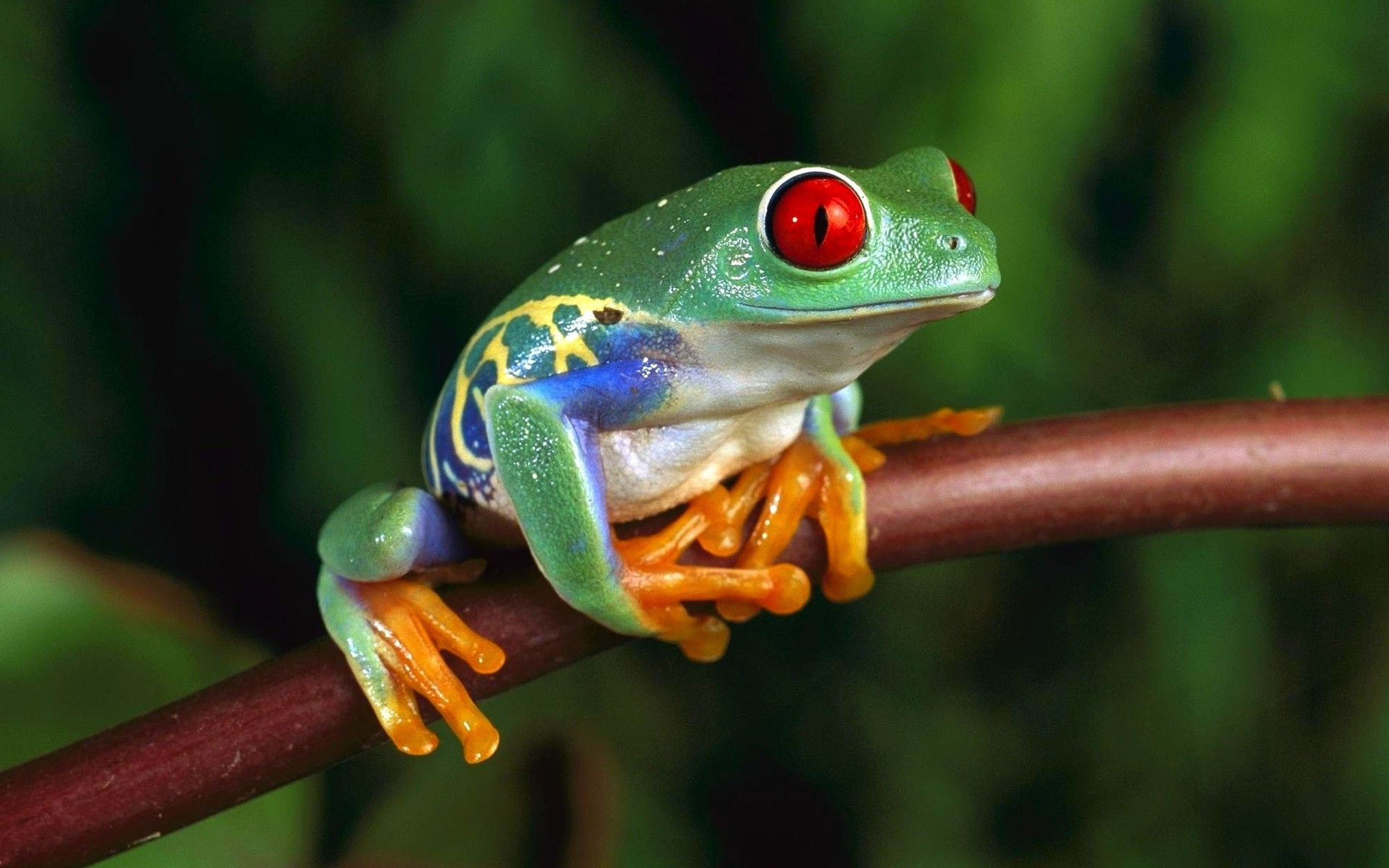 Cute Poison Dart Frog - 2560x1600 Wallpaper 