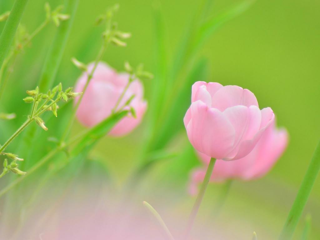 Spring Flowers Hd Wallpaper Hd Wallpaper For Desktop - Wallpaper - HD Wallpaper 