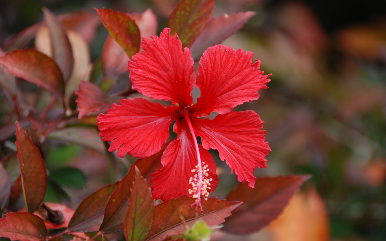 Hibiscus Red Flower Hd - HD Wallpaper 