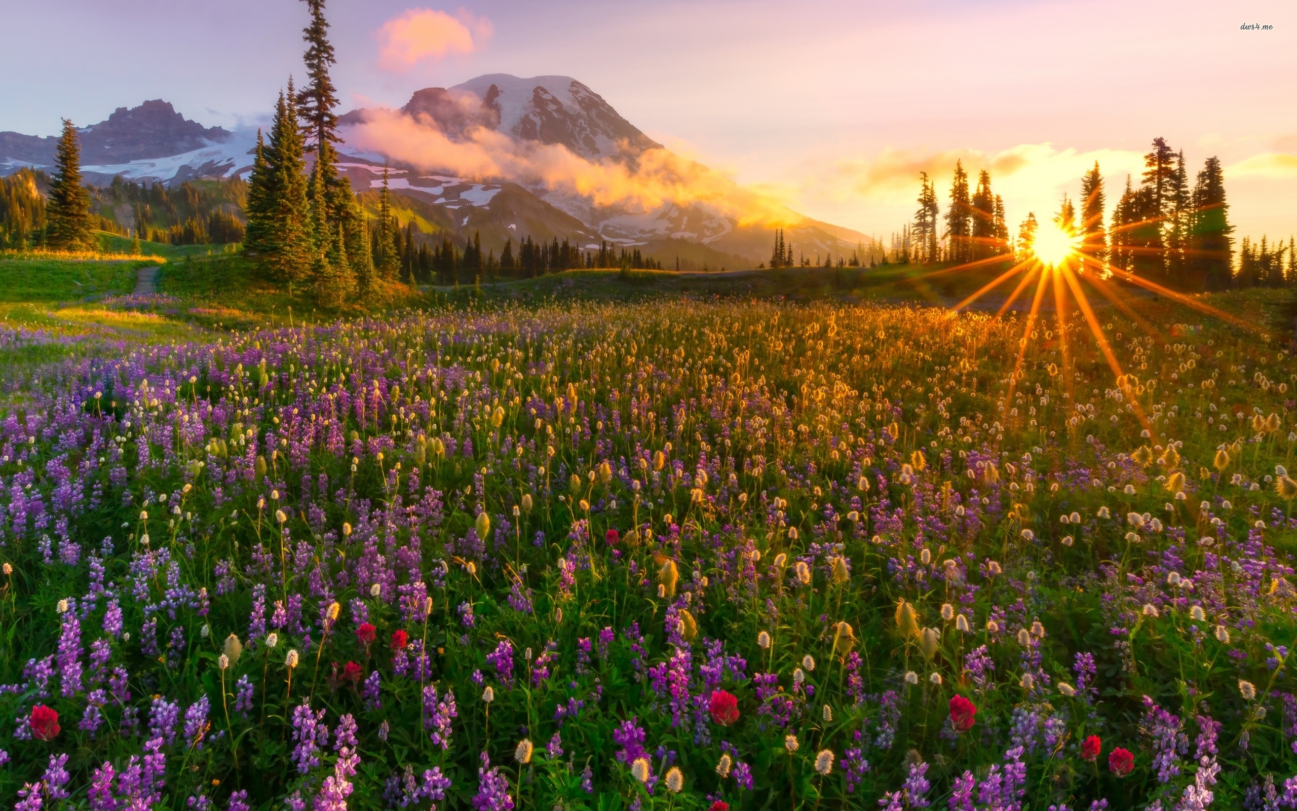 Spring Flowers Desktop Wallpaper - HD Wallpaper 