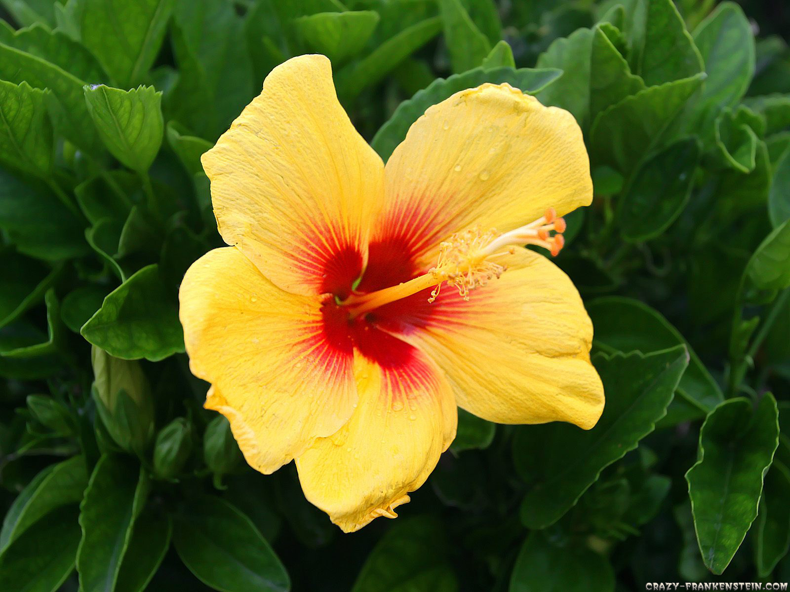 Flowers Hibiscus - HD Wallpaper 