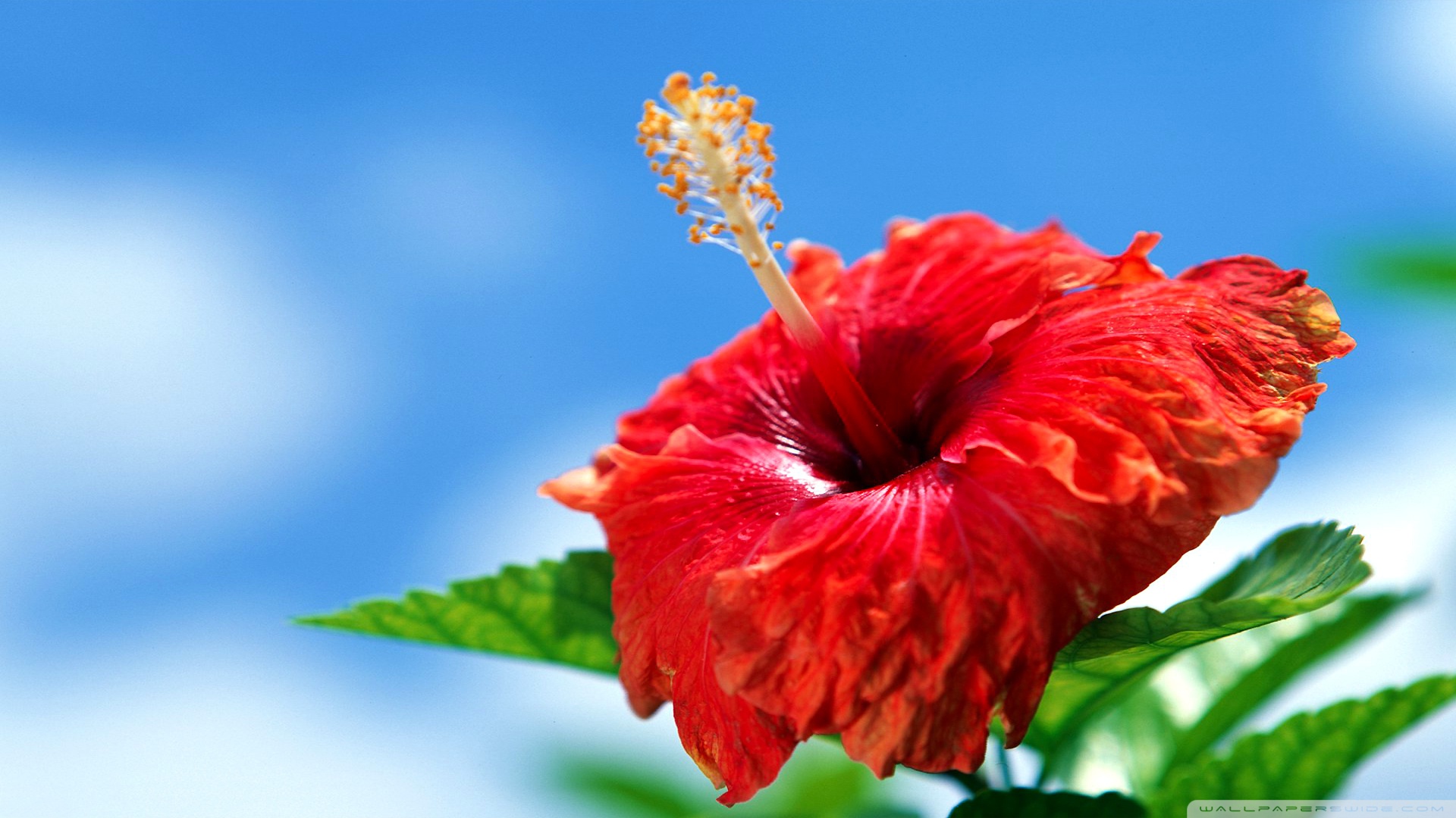 Hibiscus Flower Wallpaper Hd - HD Wallpaper 