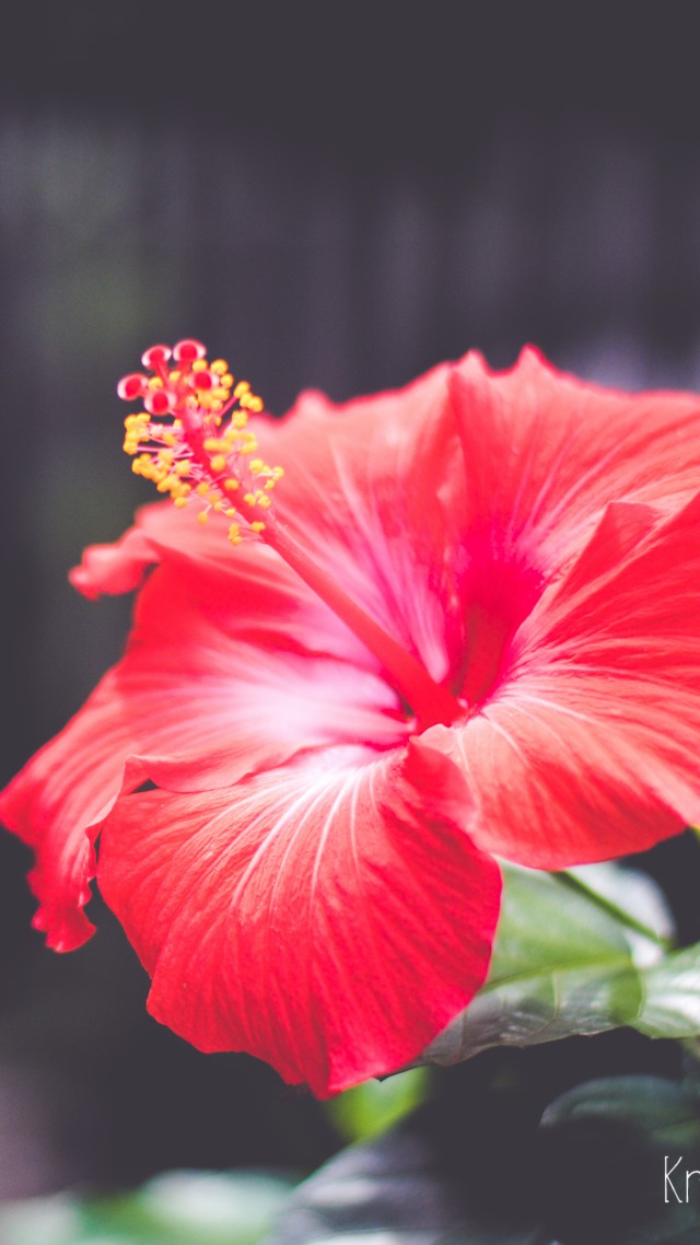 Flowers, 5k, 4k Wallpaper, Hibiscus, Red - Hibiscus Flower - HD Wallpaper 