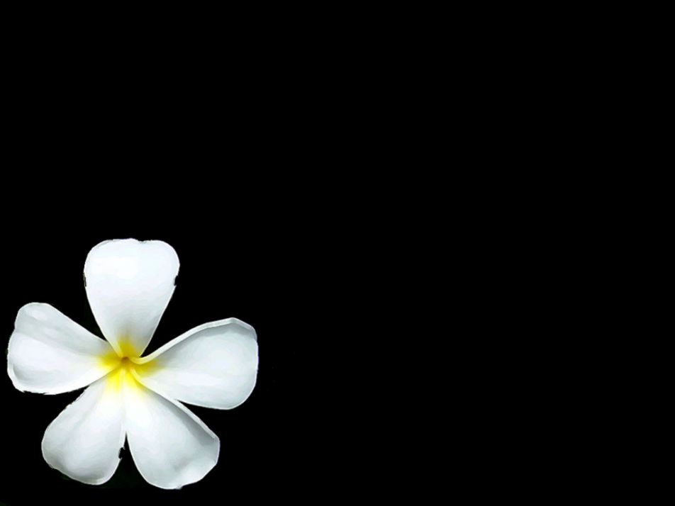 Hawaiian Flower Wallpaper Wallpapersafari - Nature Has Its Own Language - HD Wallpaper 