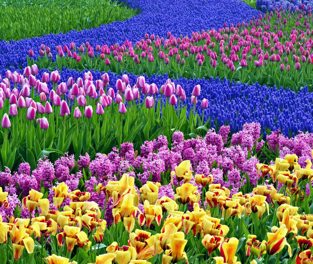 Spring Flower Desktop Background - HD Wallpaper 