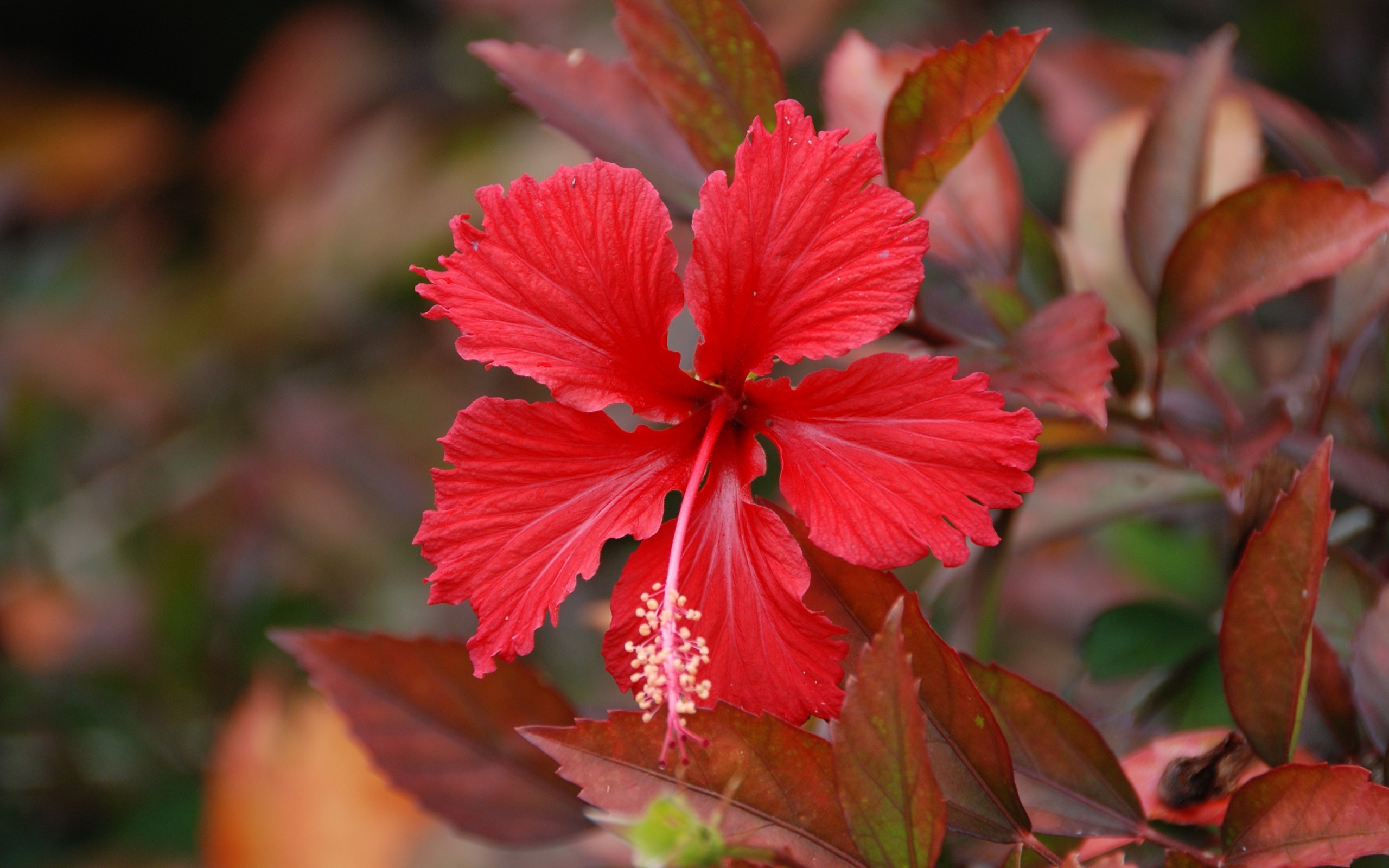 Hibiscus Flower In Hd - HD Wallpaper 