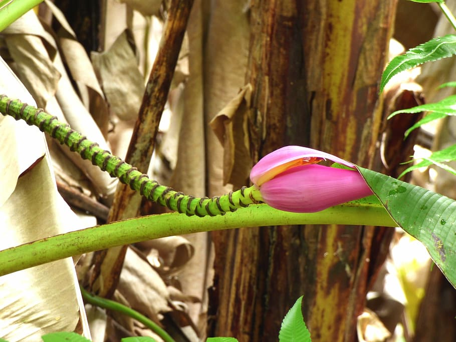 Hawaii, Flower, Tropical, Summer, Hawaiian, Tropical - Anthurium - HD Wallpaper 
