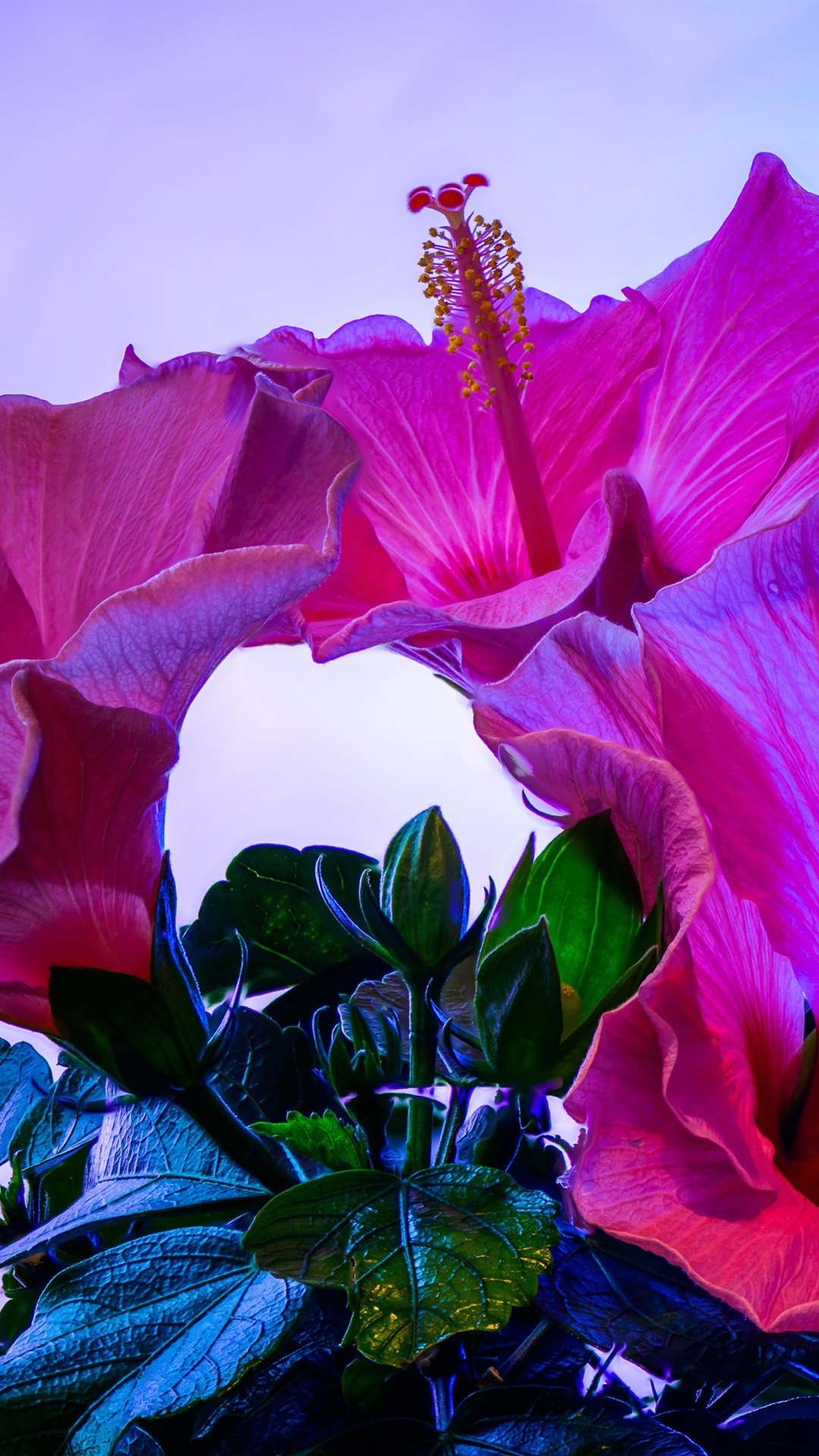 Iphone Hibiscus Flower - HD Wallpaper 