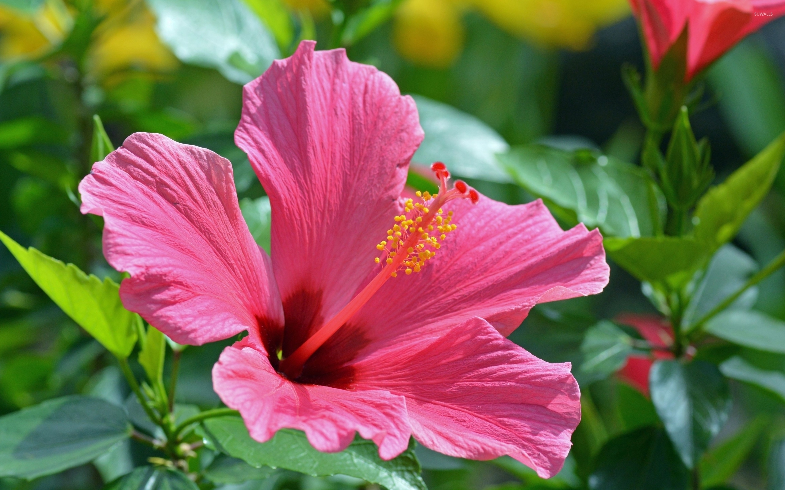 Hibiscus Wallpapaer - HD Wallpaper 