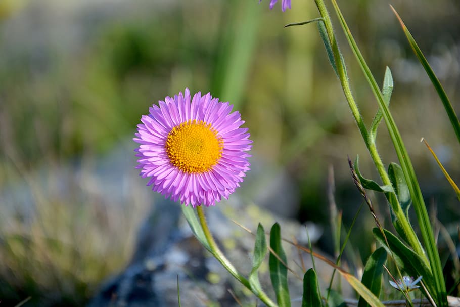 Flower, Nature, Macro, Spring Flowers, Plant, The Leaves - Ice Plant Family - HD Wallpaper 