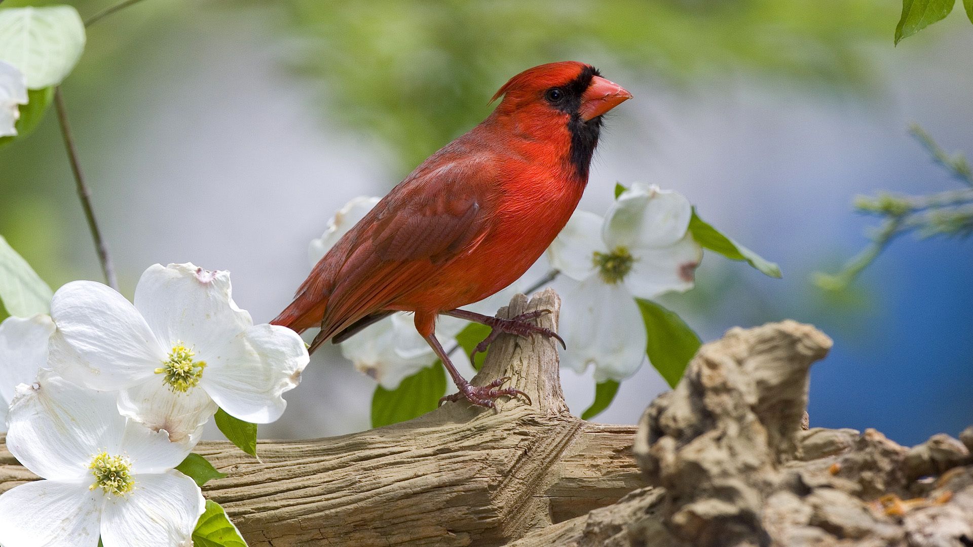 Cardinal, Bird, Red, Plumage, Branch, Spring, Flowers - White Flowers And Birds - HD Wallpaper 