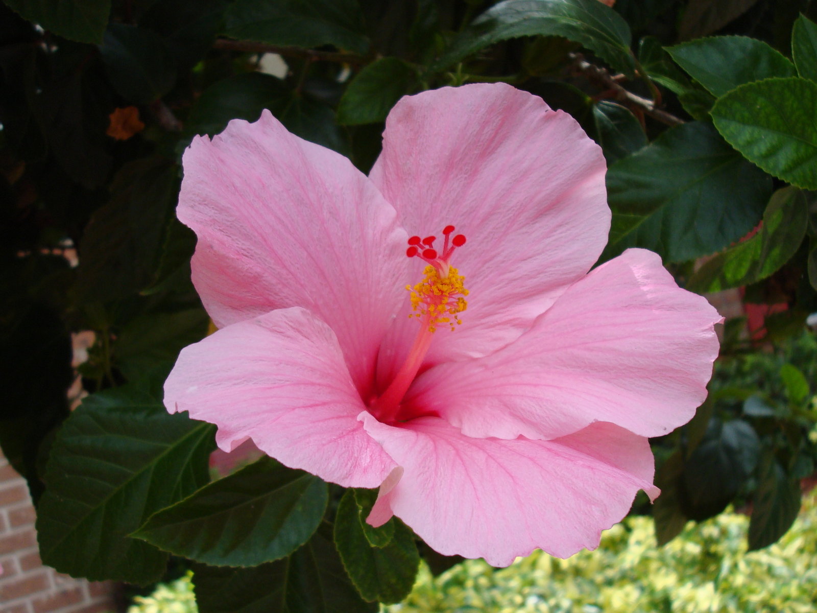 Tropical Rainforest Flowers Hibiscus - HD Wallpaper 