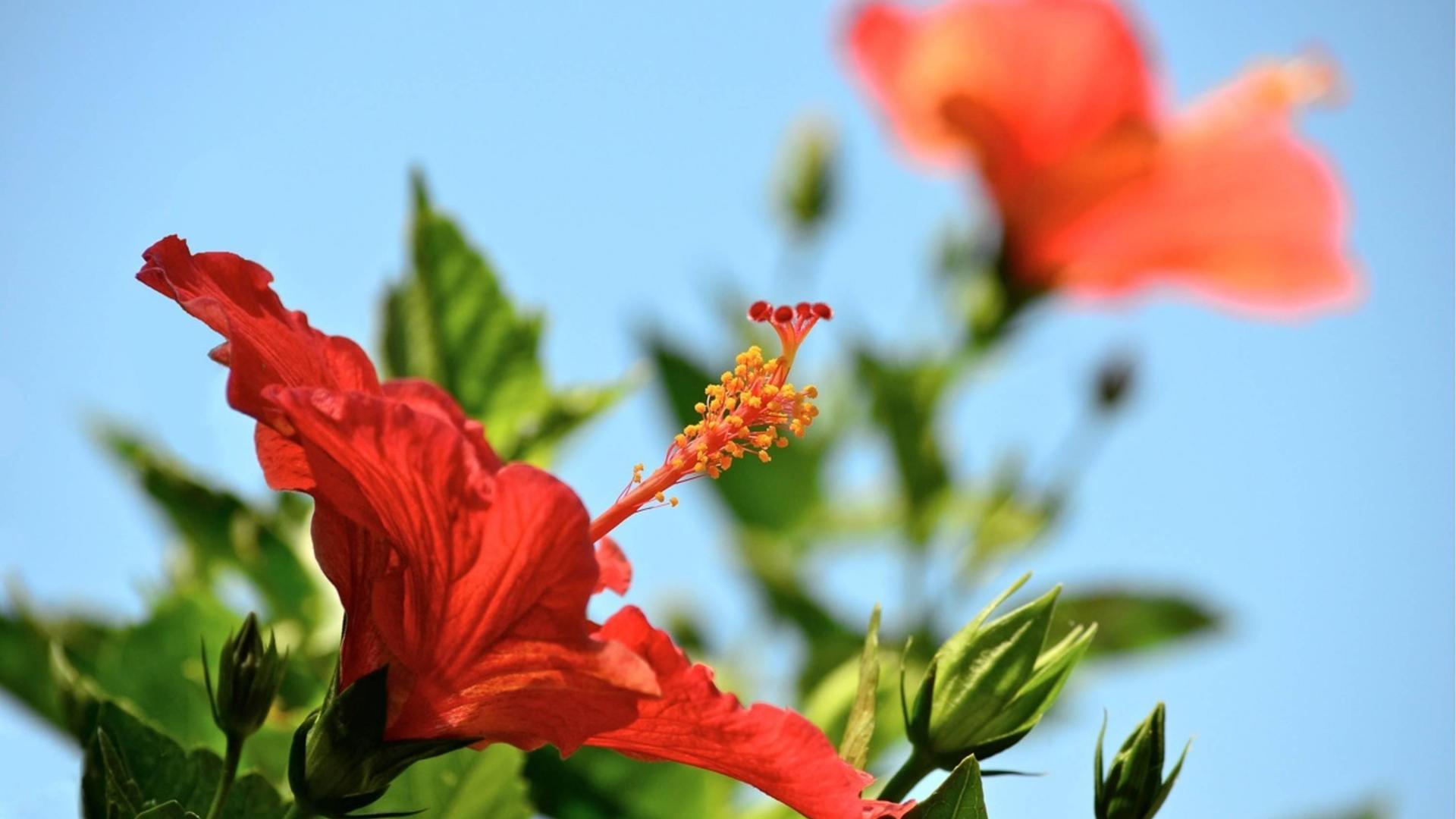 Hawaiian Hibiscus - HD Wallpaper 
