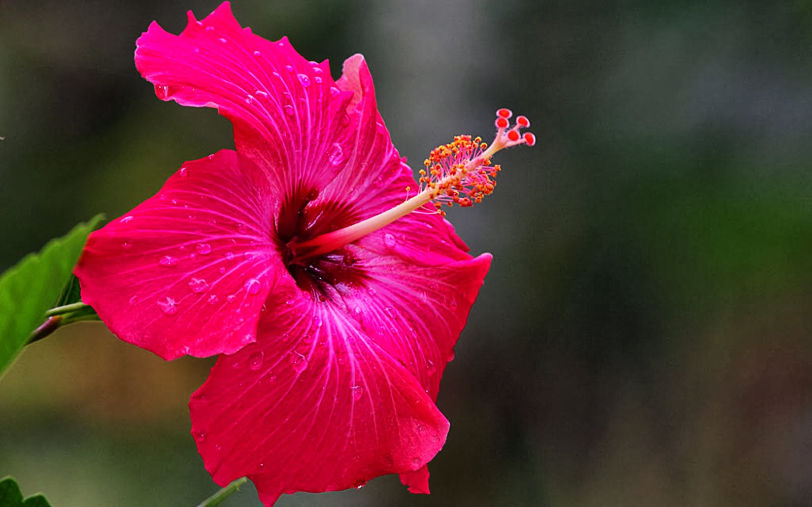 Hibiscus Flower Image Hd - HD Wallpaper 