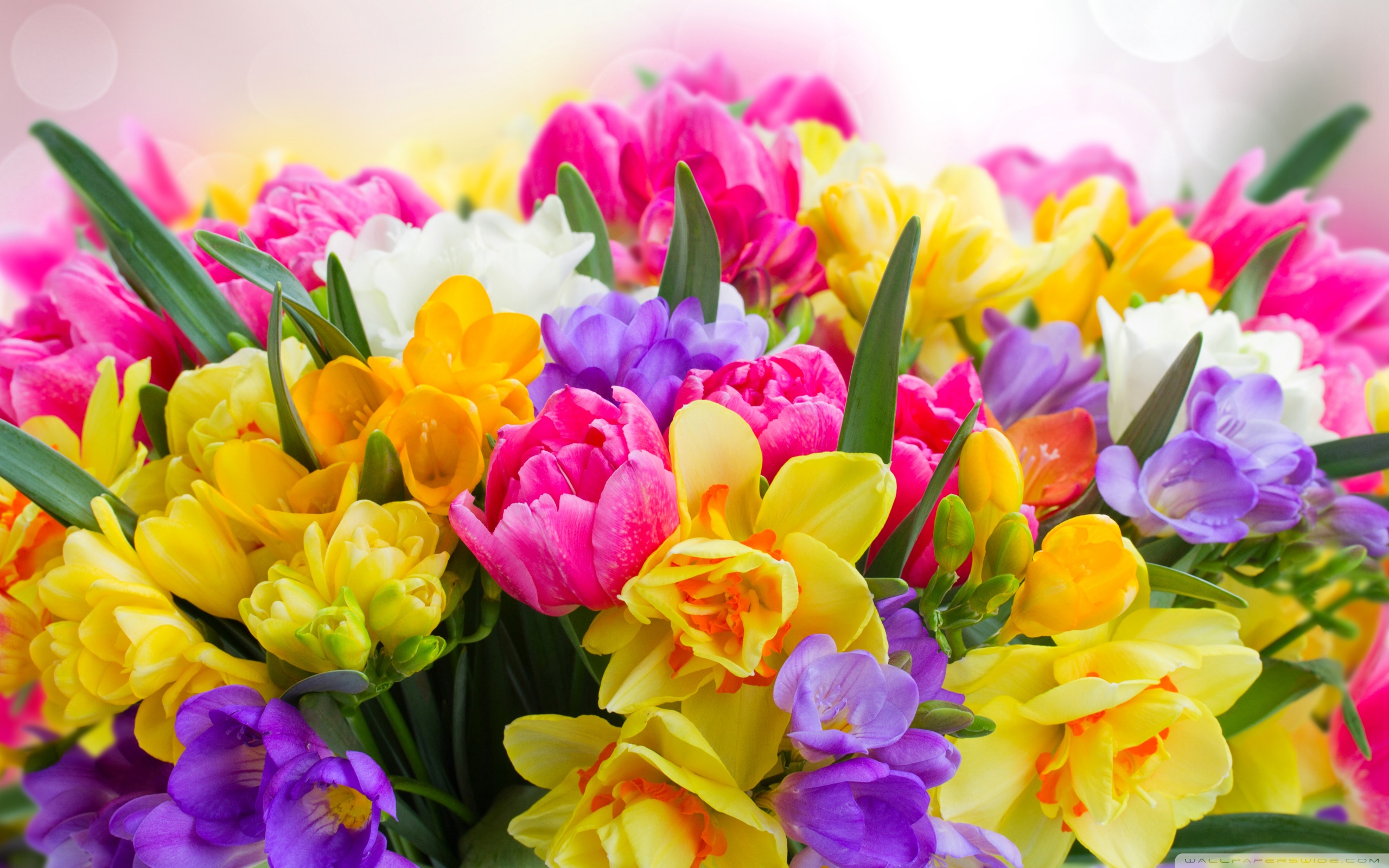 Beautiful Spring Flowers ❤ 4k Hd Desktop Wallpaper - Обои На Рабочий Стол Цветы - HD Wallpaper 