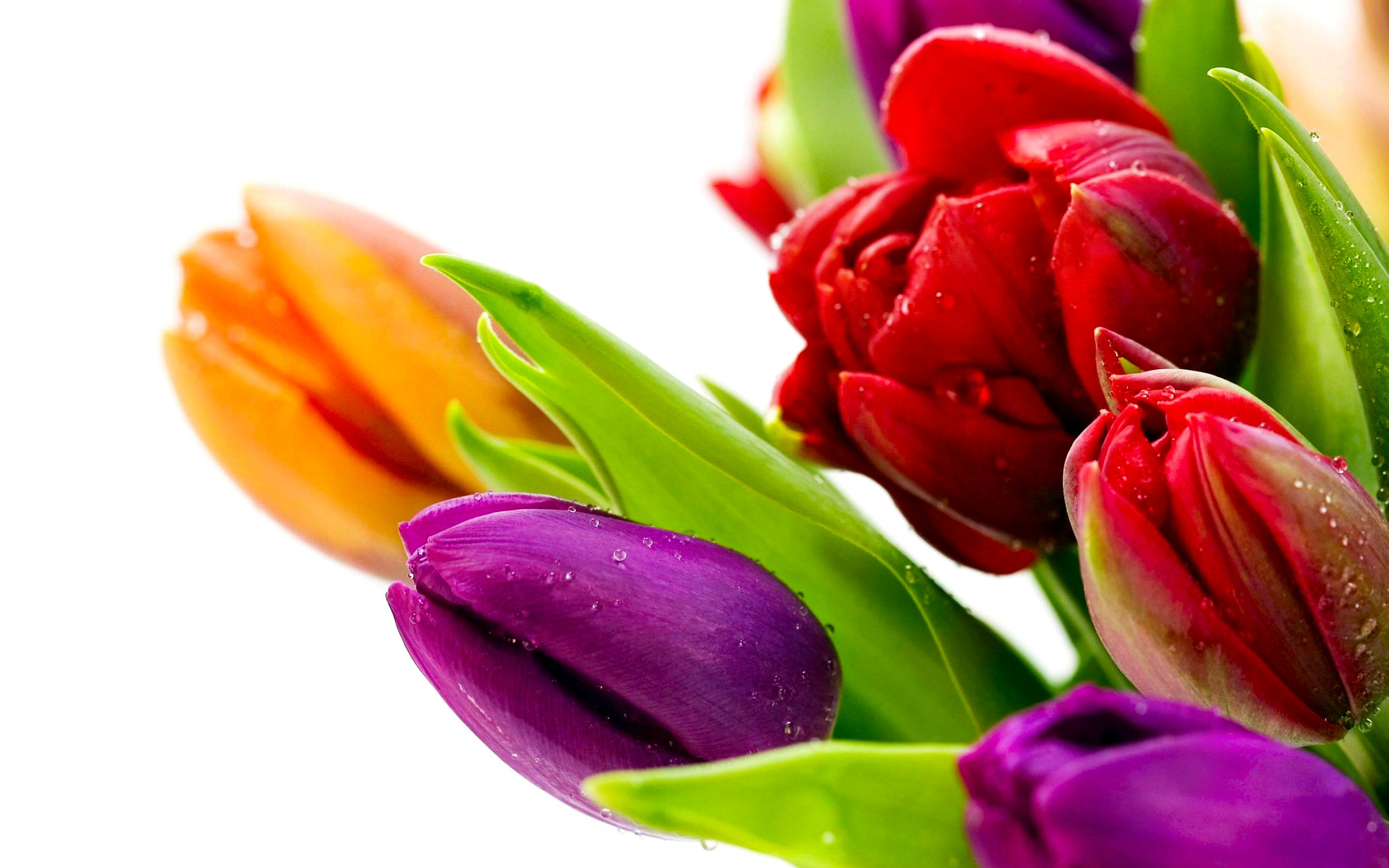 Beautiful Flowers Hd Image Free Download - HD Wallpaper 