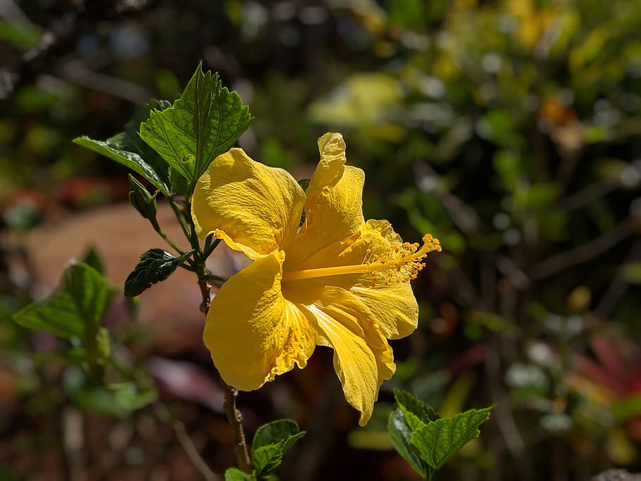 Flower, Hibiscus, Hawaii, Hawaiian, Floral, Nature, - Hawaiian Hibiscus - HD Wallpaper 