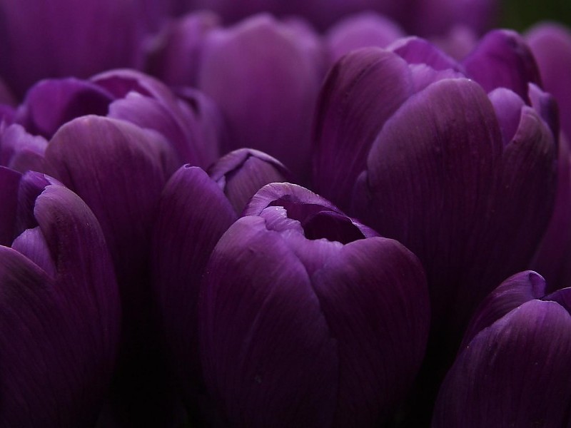 Lilac Tulips Wallpaper - Purple Tulips - HD Wallpaper 