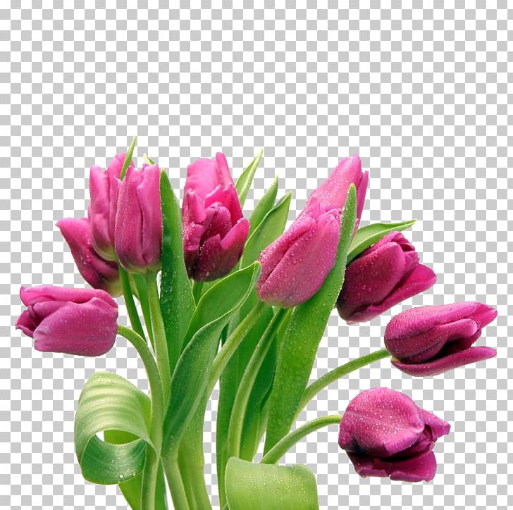 Tulip Desktop Flower Bouquet Png, Clipart, Cut Flowers, - Chibi Kawaii Cat Girl - HD Wallpaper 