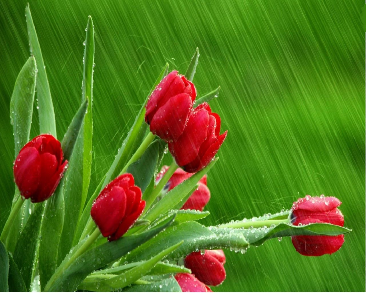 Rain Wallpapers For Desktop - HD Wallpaper 