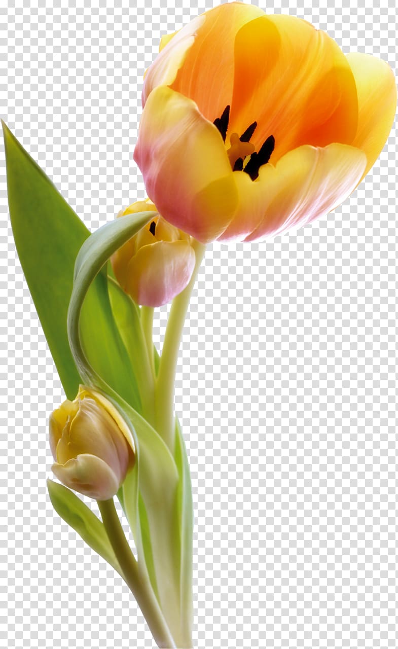 Morning Good Desktop Monday, Tulip Transparent Background - Good Morning Have A Nice Friday - HD Wallpaper 