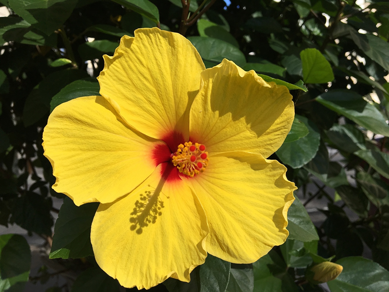 Hawaiian Hibiscus - 1365x1024 Wallpaper - teahub.io