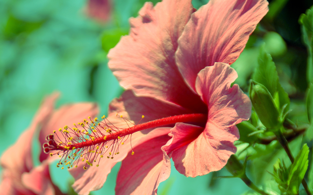 Hibiscus Flower - HD Wallpaper 