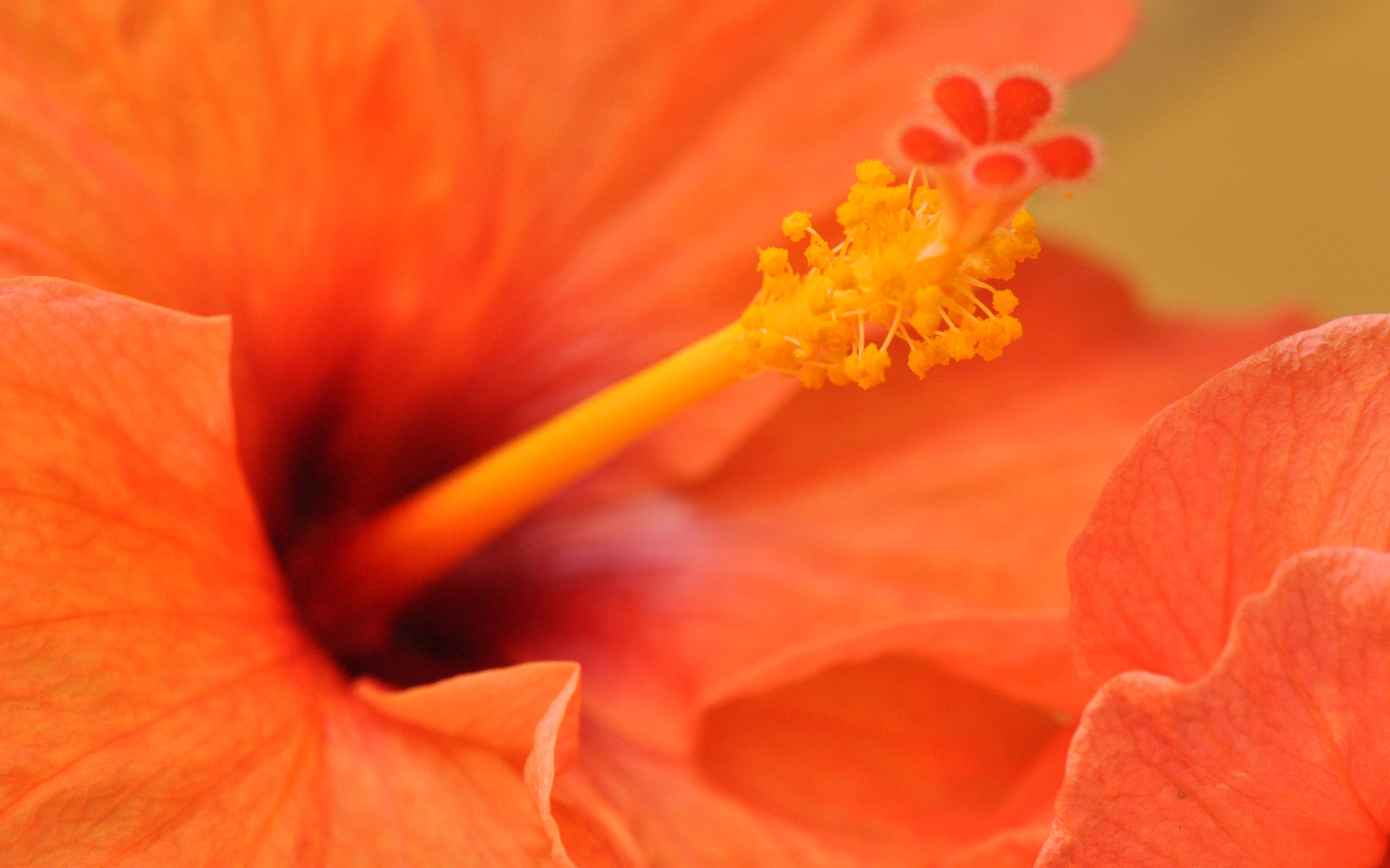 Orange Hibiscus Flower - HD Wallpaper 