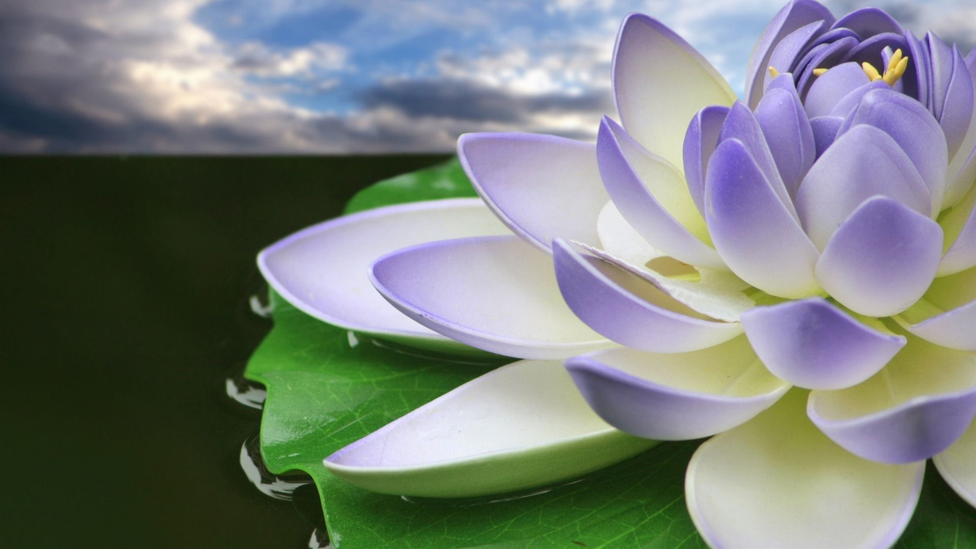 Data Src Lily Wallpaper Image - Lotus Flower White And Purple - HD Wallpaper 