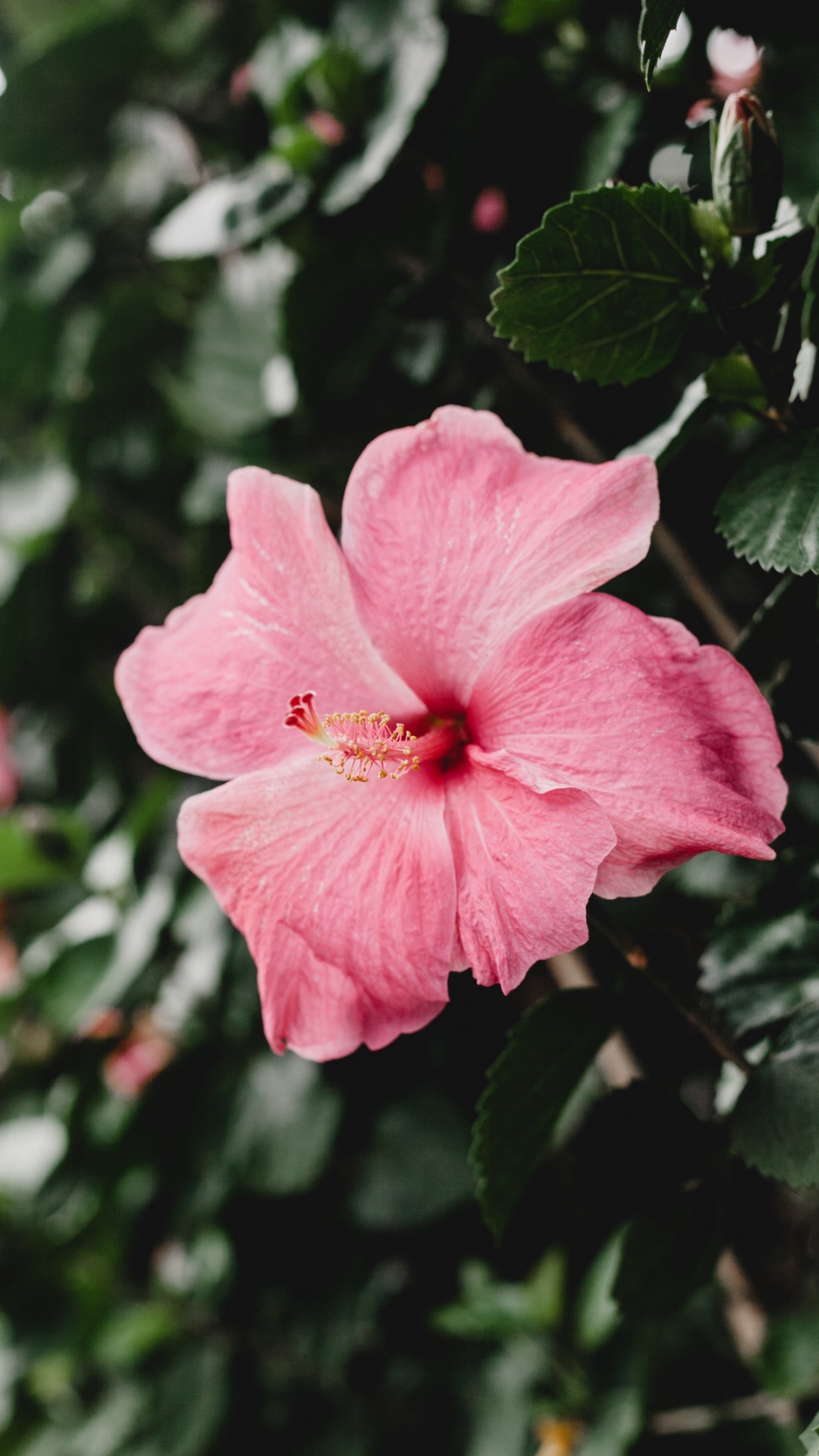 Wallpaper Hibiscus, China Rose, Flower, Pink - Flowers Hawahin - HD Wallpaper 