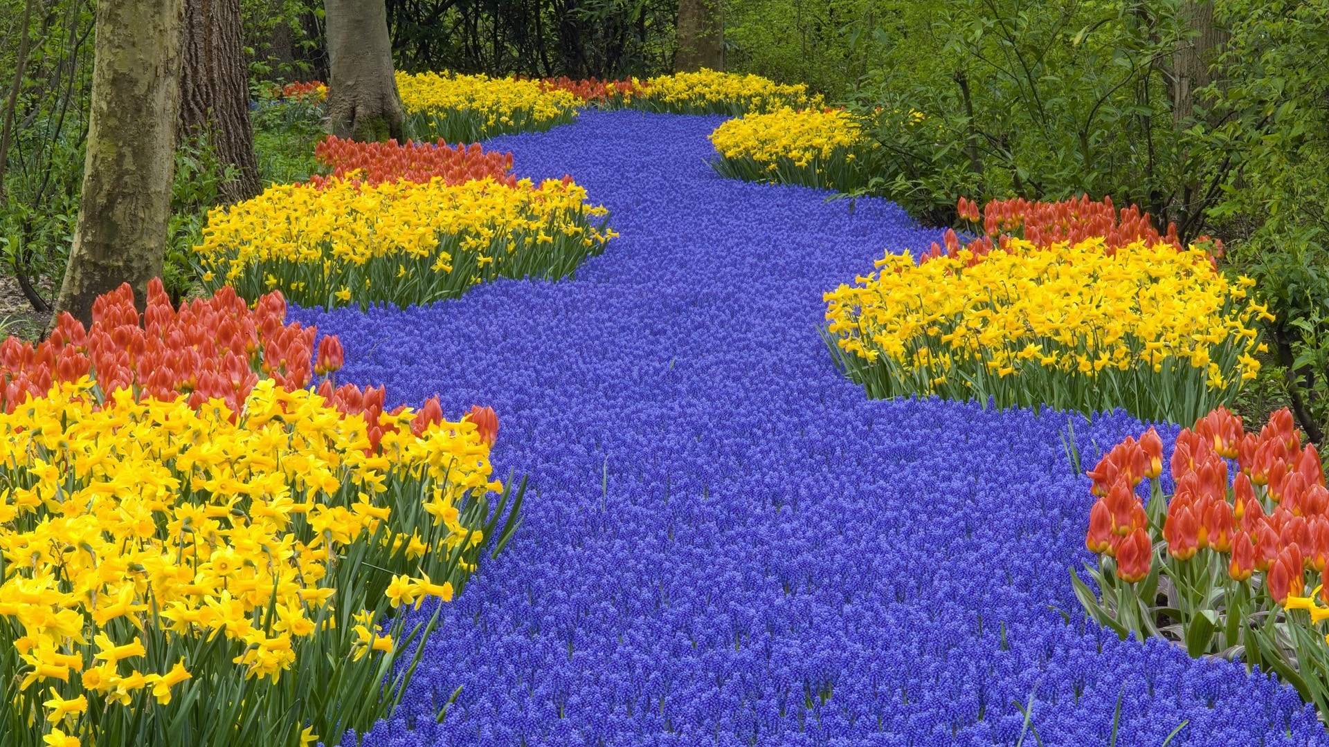 Wallpaper Tulips Road Forest Muscari - Flower Garden - HD Wallpaper 