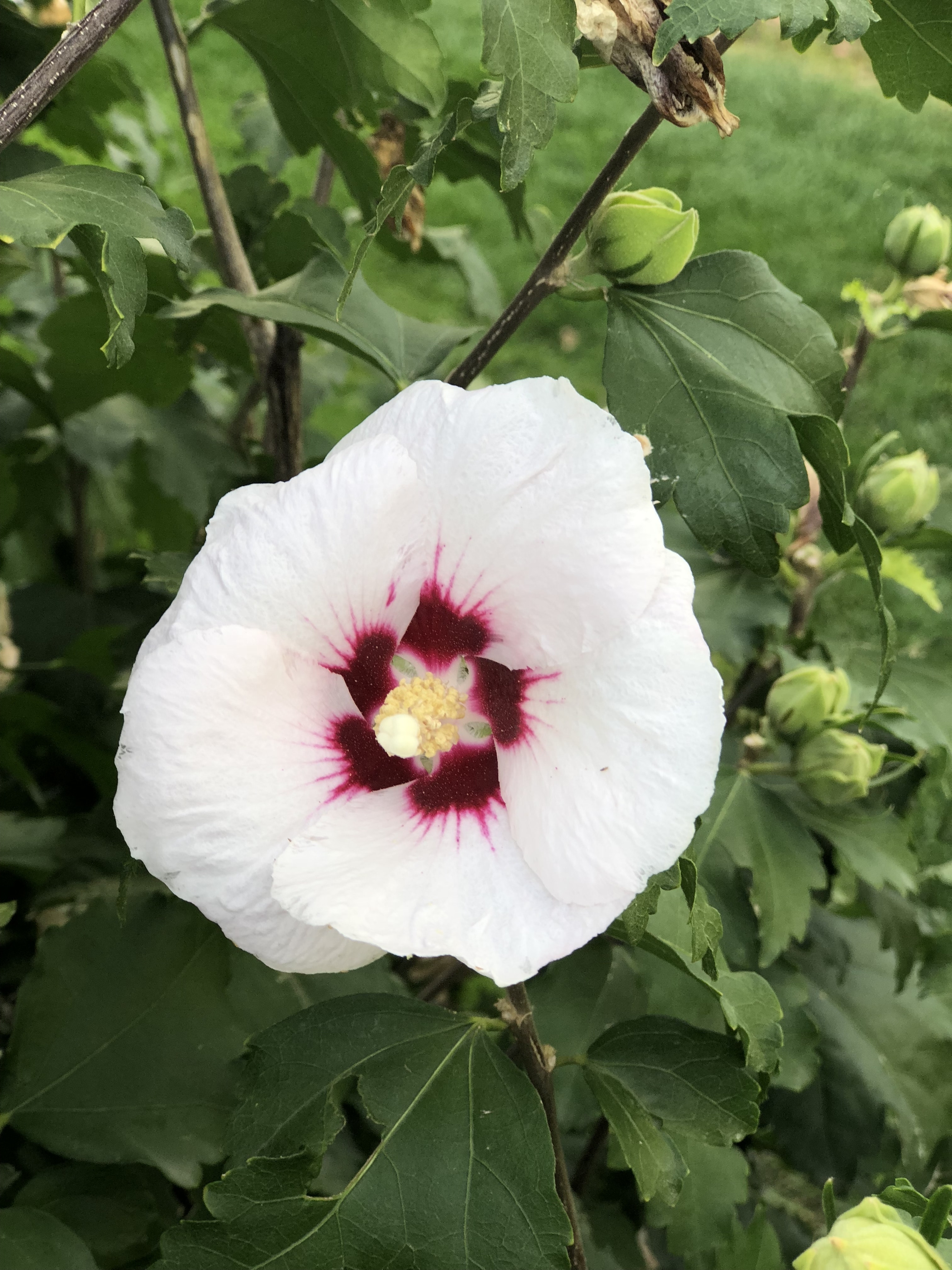 Hawaiian Hibiscus - HD Wallpaper 