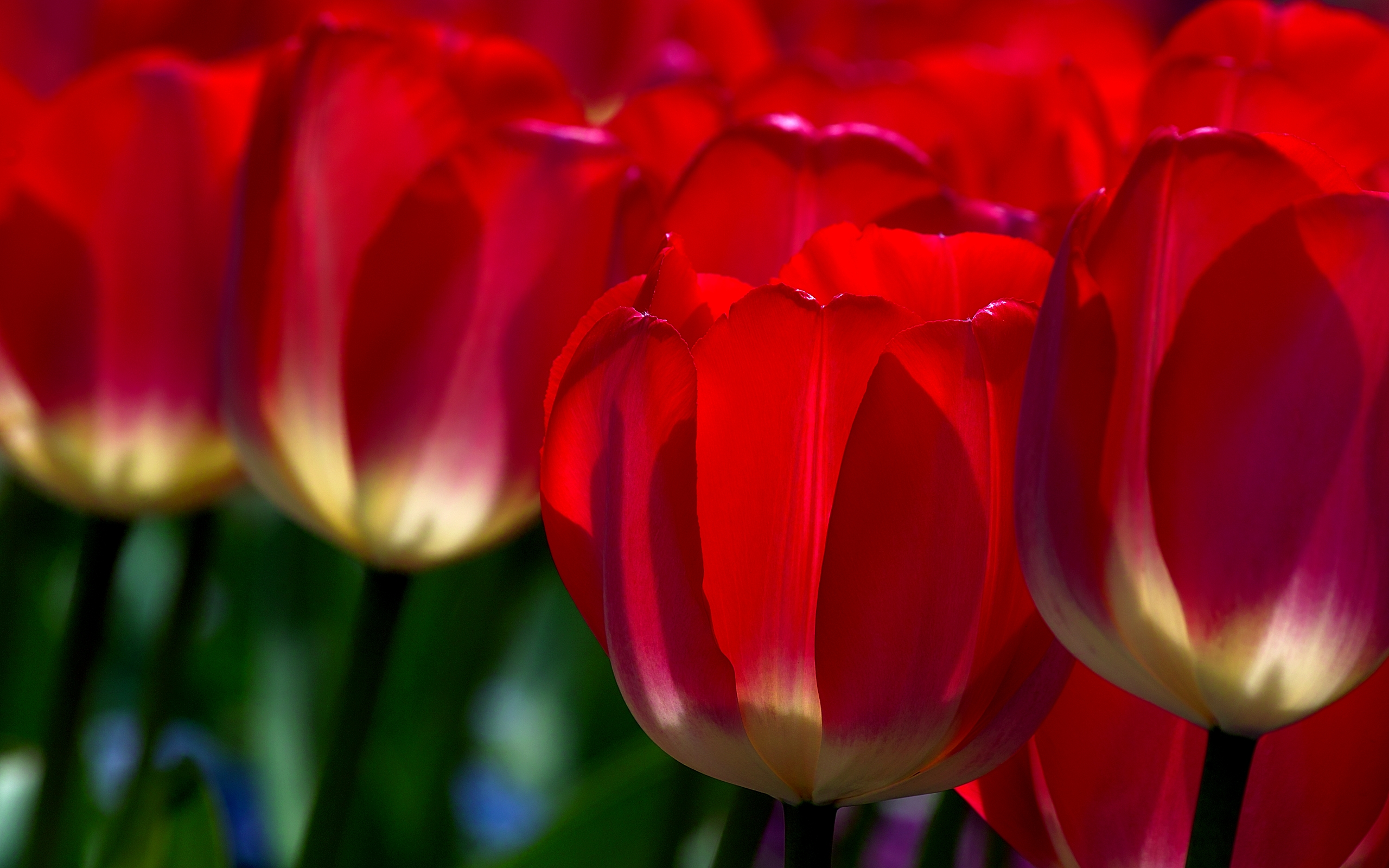 High Resolution Red Tulip - HD Wallpaper 