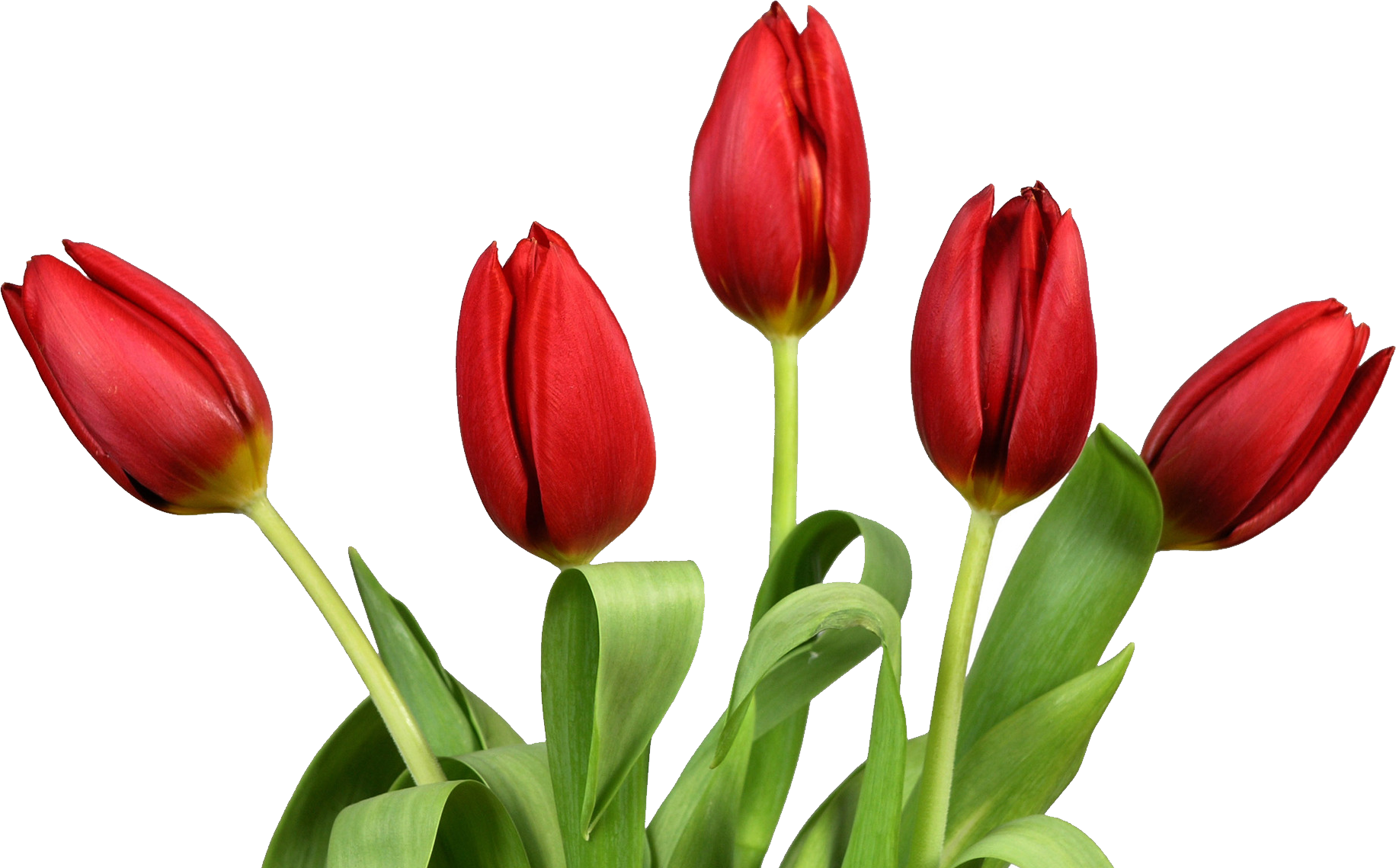 Tulip Flower Desktop Wallpaper Clip Art - Tulip Png - HD Wallpaper 