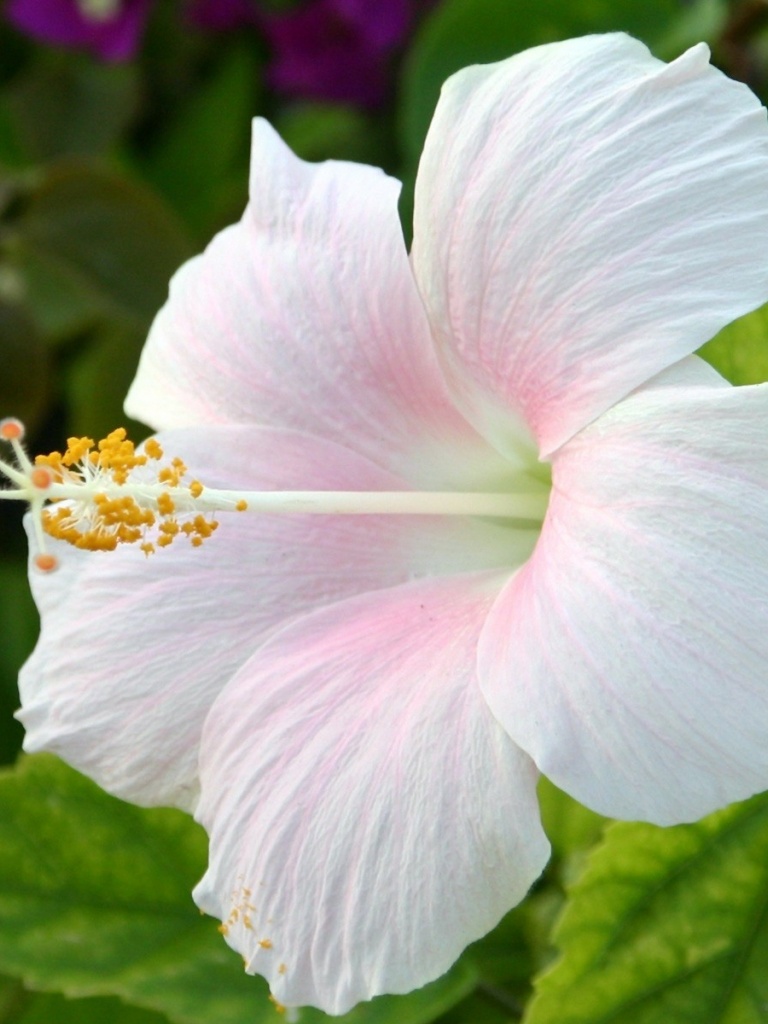 Hibiscus Flower Whiter And Pink - 768x1024 Wallpaper - teahub.io
