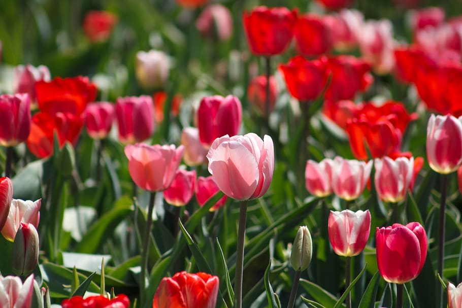 Red And White Tulip Flowerfield During Daytime, Flowering - Sprenger's Tulip - HD Wallpaper 