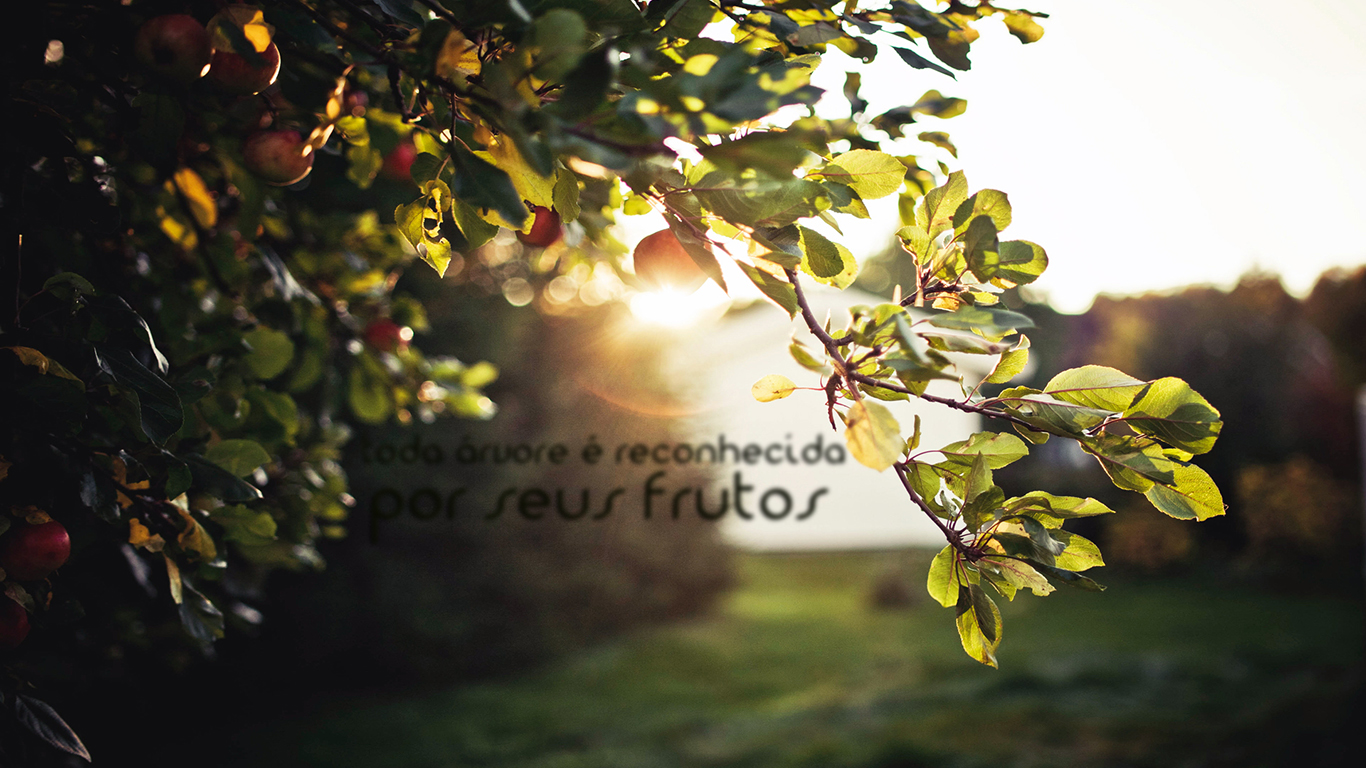 Tree Sun And Fruit - HD Wallpaper 