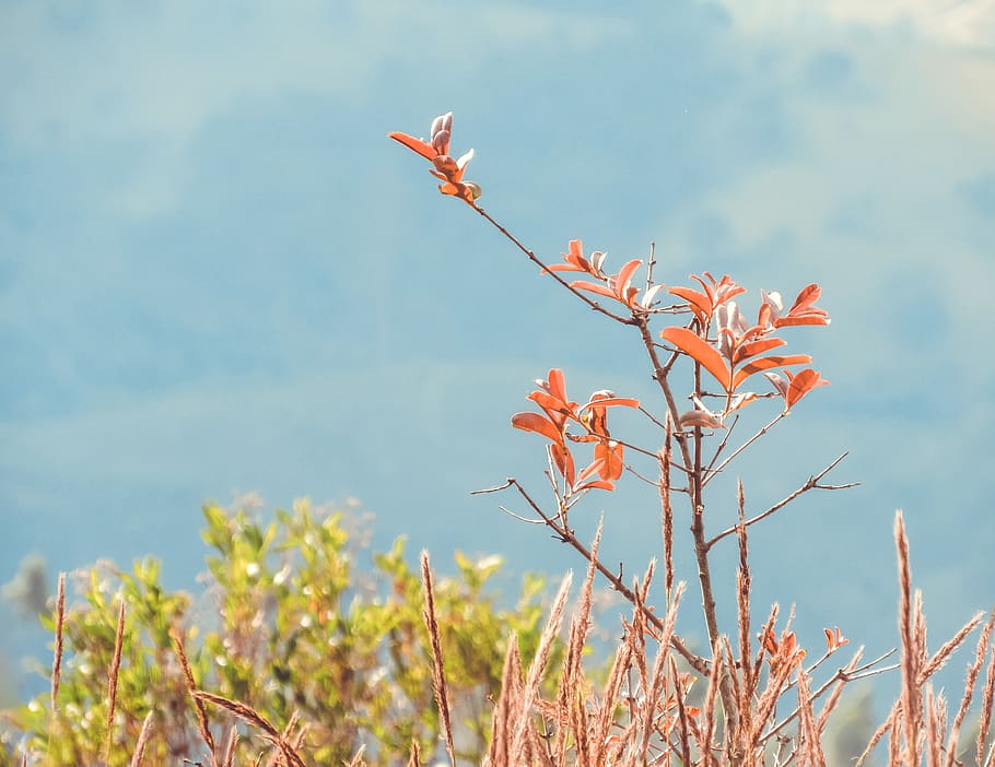 Brazil, Cristo Redentor, Flowers, Sun, Trees, Trail, - Iris Family - HD Wallpaper 
