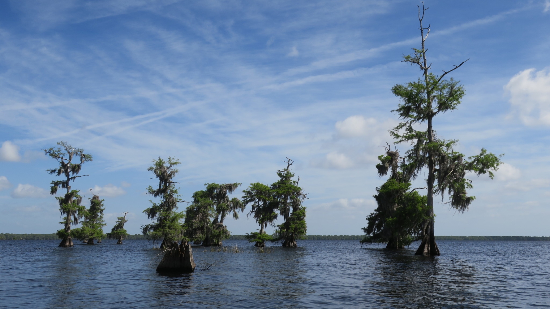 Shortleaf Black Spruce - HD Wallpaper 