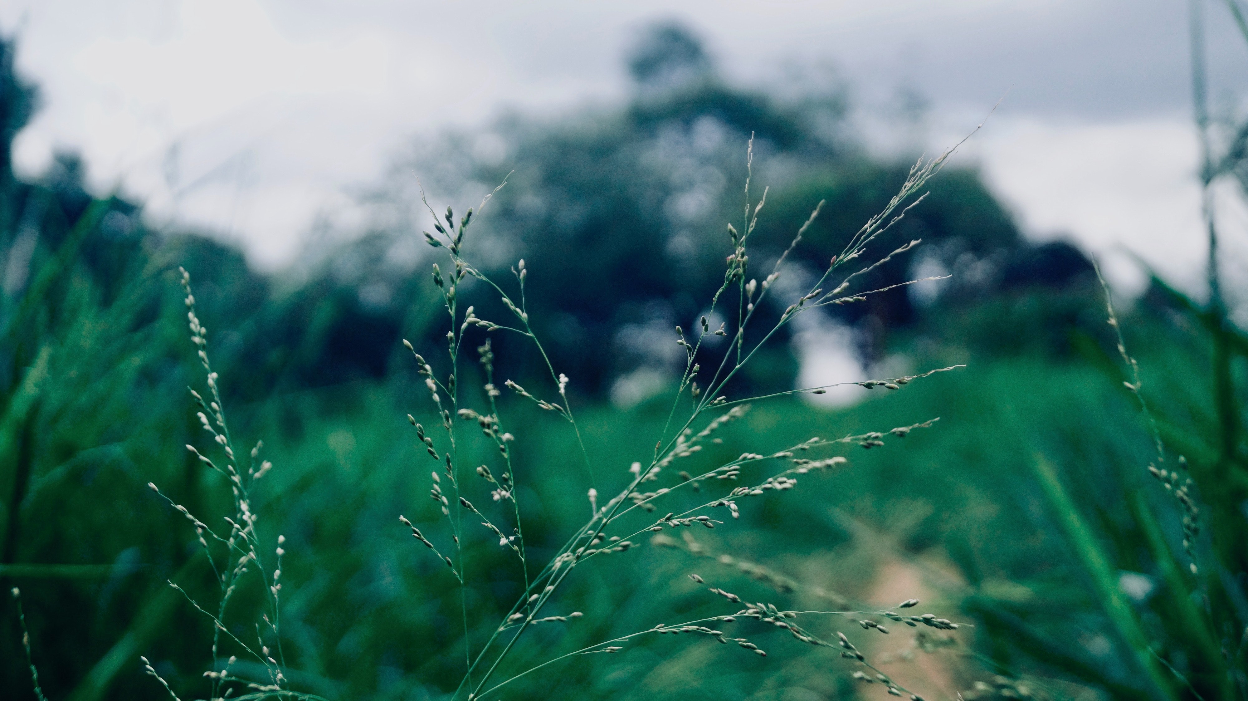 Grass - HD Wallpaper 