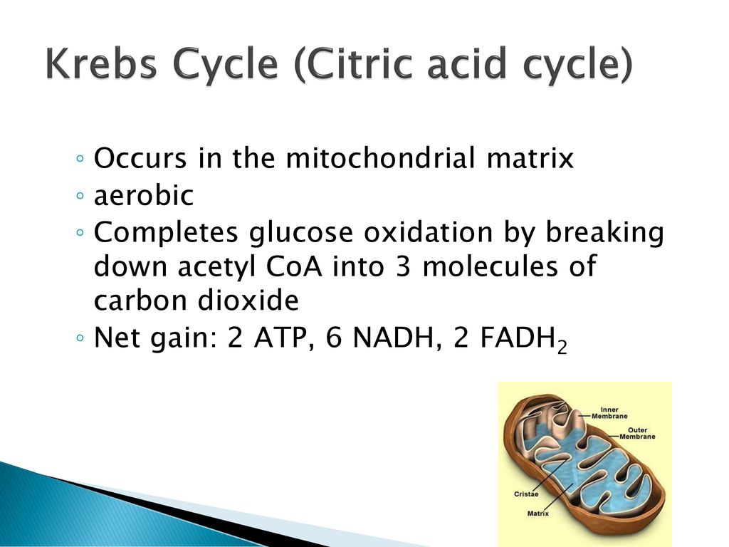 Citric Acid Cycle - HD Wallpaper 