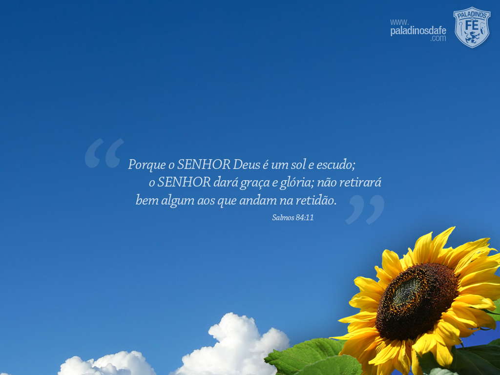Sunflower - HD Wallpaper 