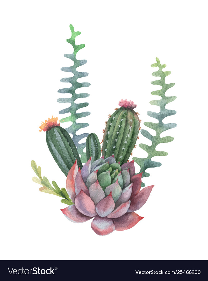 Succulent Watercolor Cactus - HD Wallpaper 