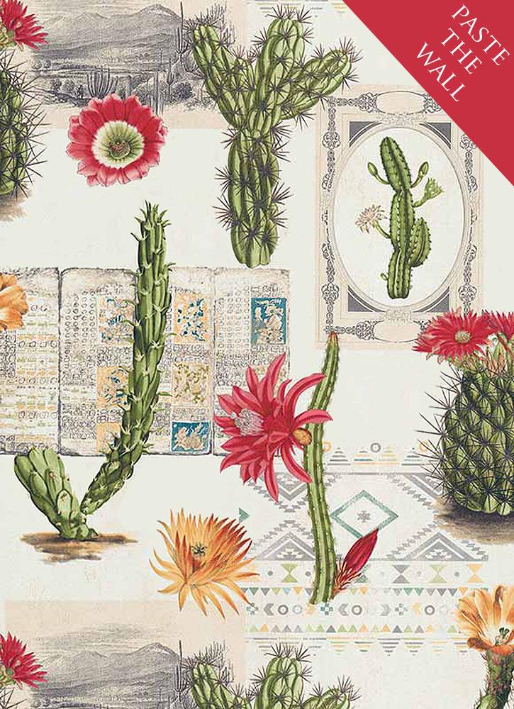 Cactus - HD Wallpaper 