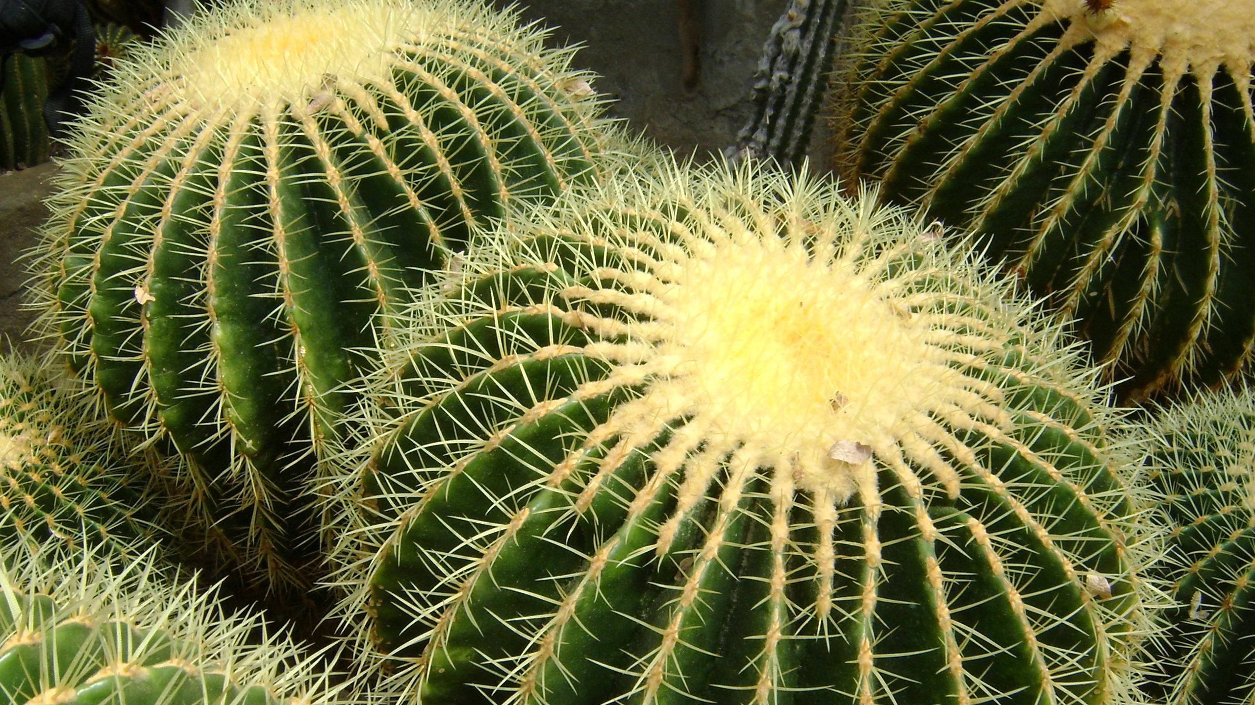 Hd Images Of Cactus - HD Wallpaper 