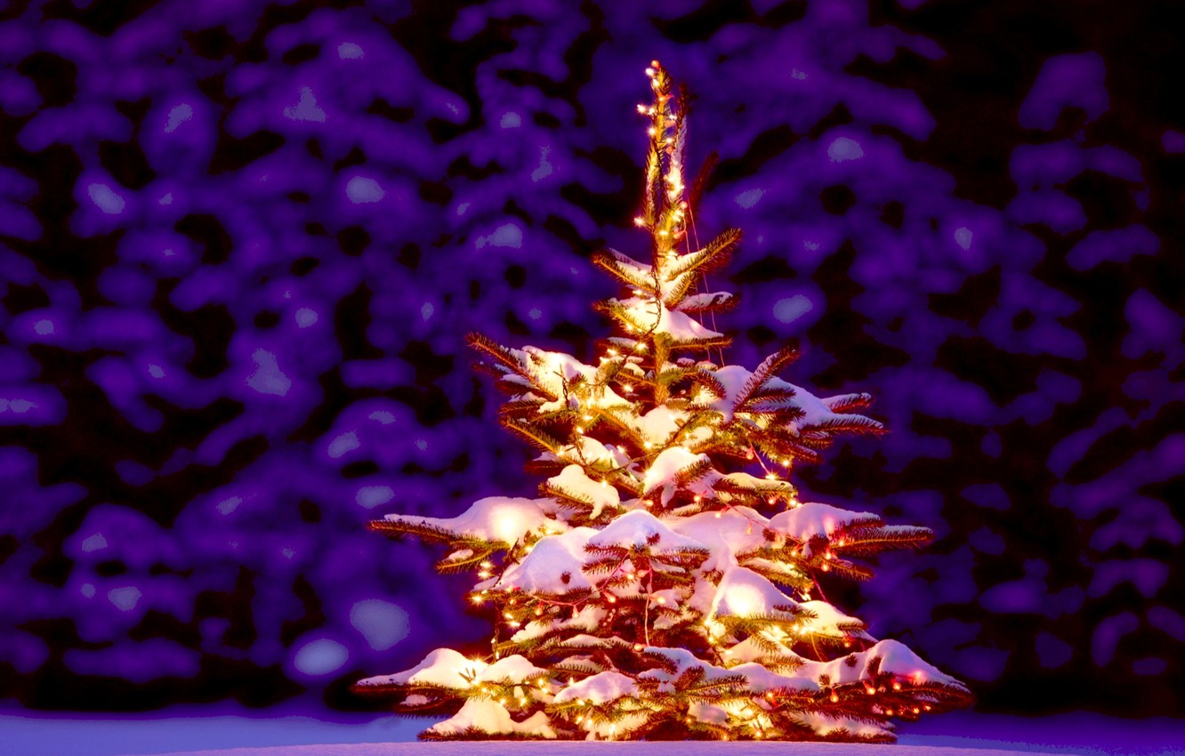 Photo Wallpaper Tree, Spruce, Christmas, New Year, - Christmas Tree Snow - HD Wallpaper 