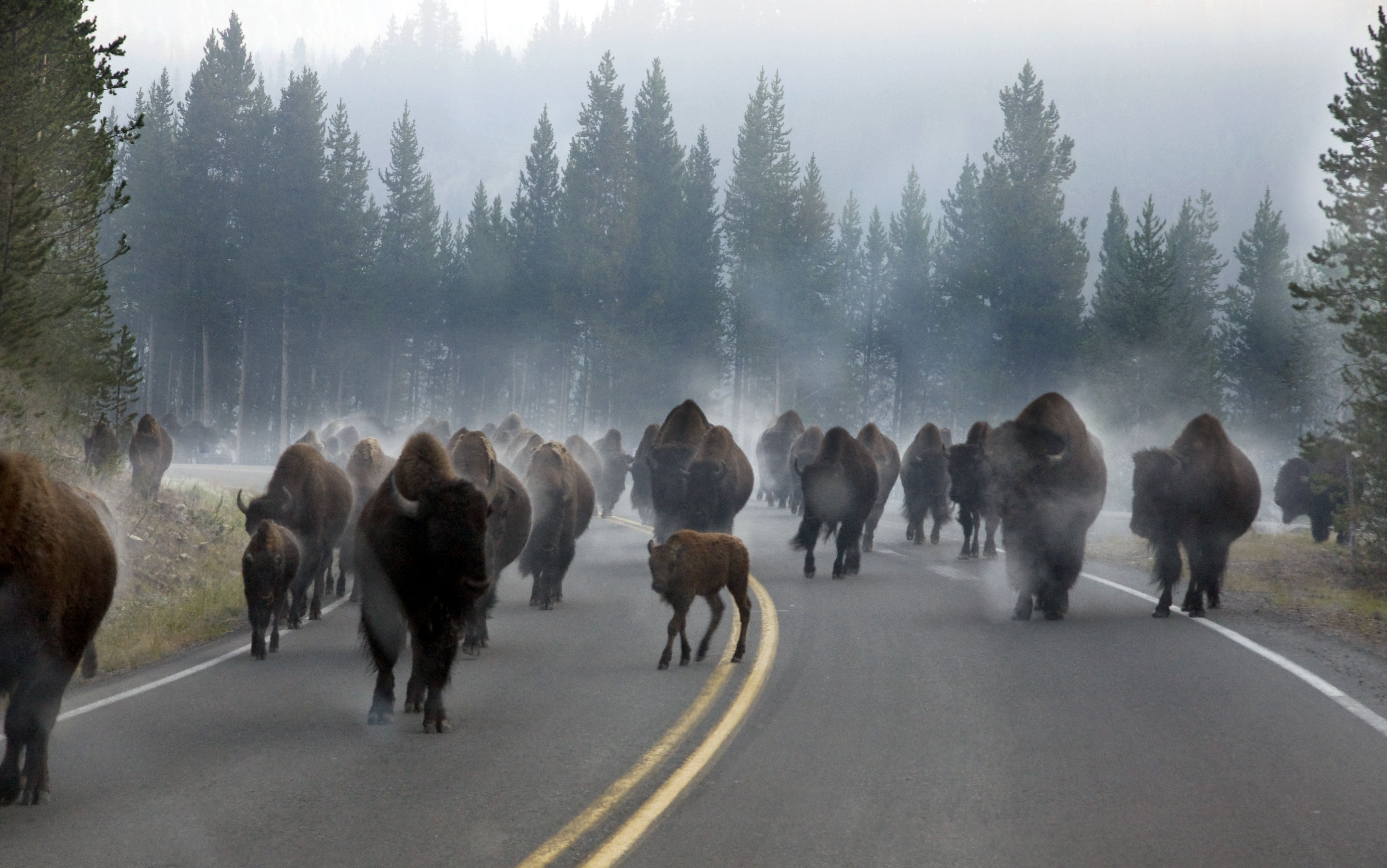 Yellowstone National Park High Definition Wallpapers - Ghost Bison - HD Wallpaper 