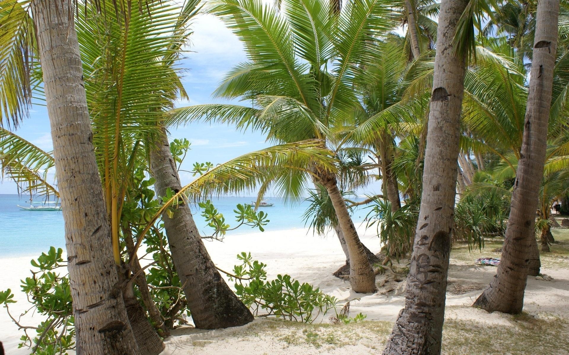 Best Coconut Trees At Beach Wallpaper - Latest Wallpapers For Desktop - HD Wallpaper 